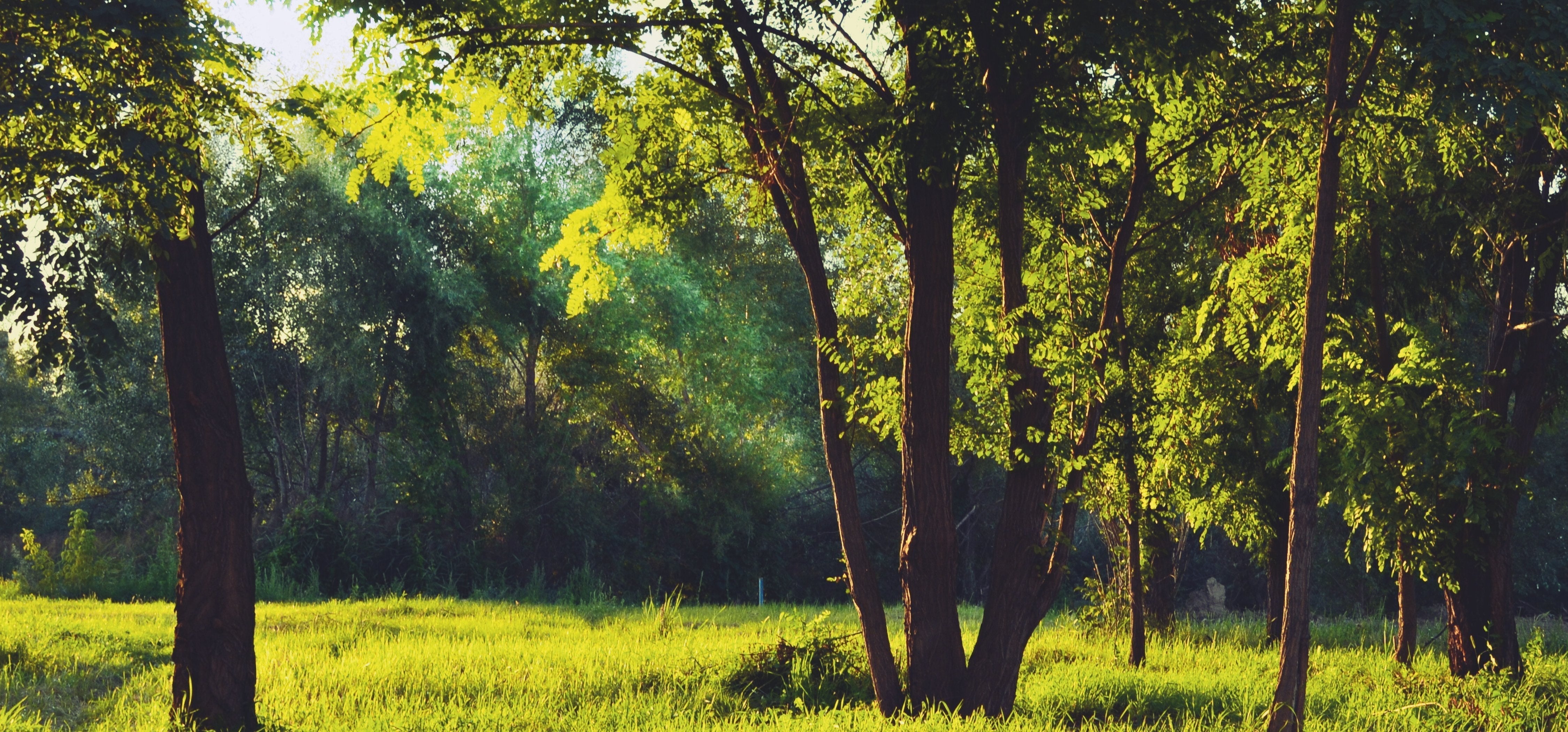 So kombinierst du mehrere Naturfotos für eine harmonische Wandgestaltung