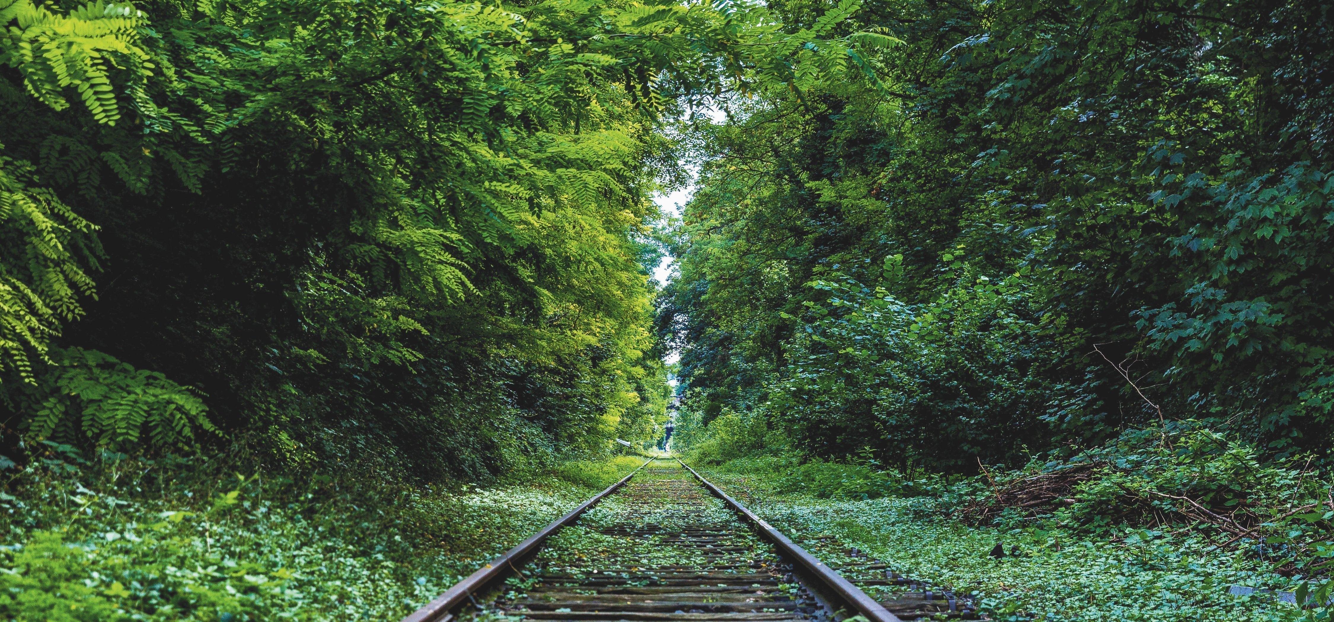 Warum eine Naturfotografie die perfekte Wahl für deine Wanddekoration ist