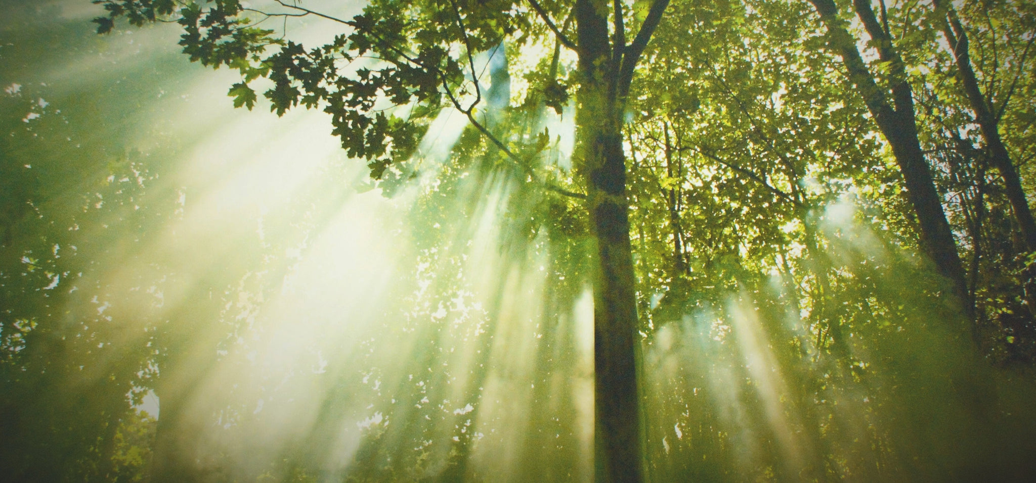 Schlichte Eleganz: Die besten Naturfotografien im minimalistischen Stil für dein Wohnzimmer