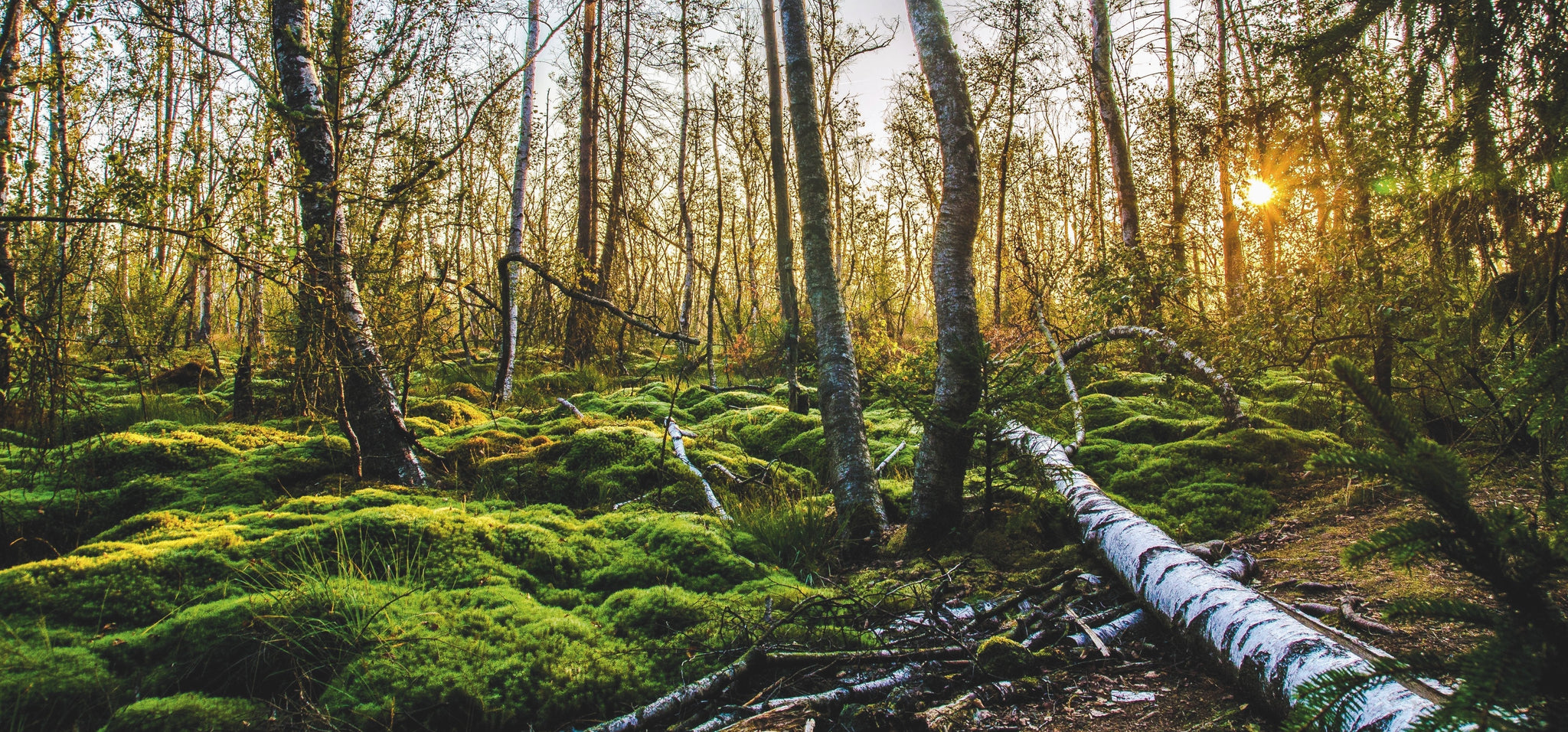 Wandbilder im minimalistischen Stil: Tipps, wie du Naturfotografien als Kunstwerk inszenierst