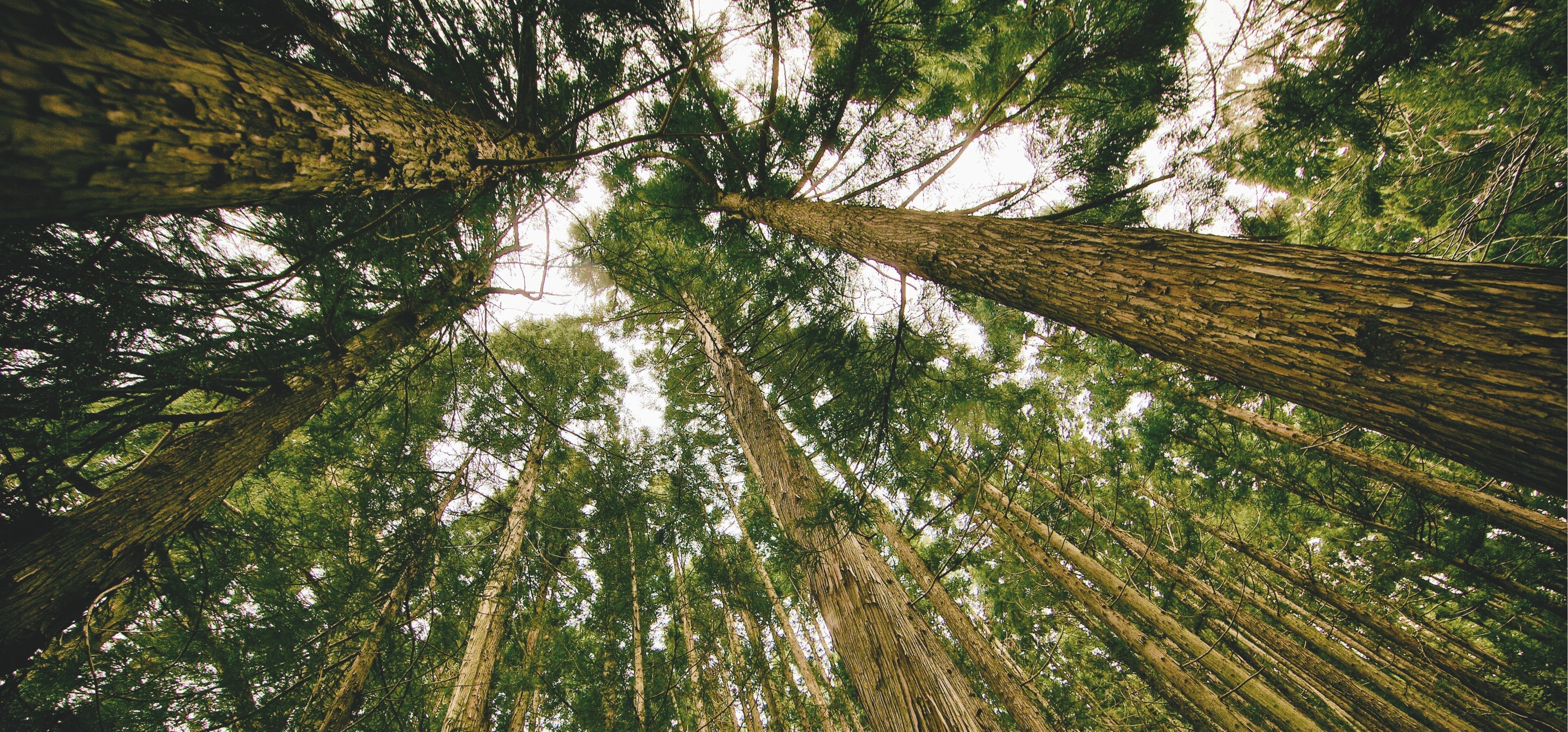 Why digital nature photographs are ideal for modern, minimalist offices