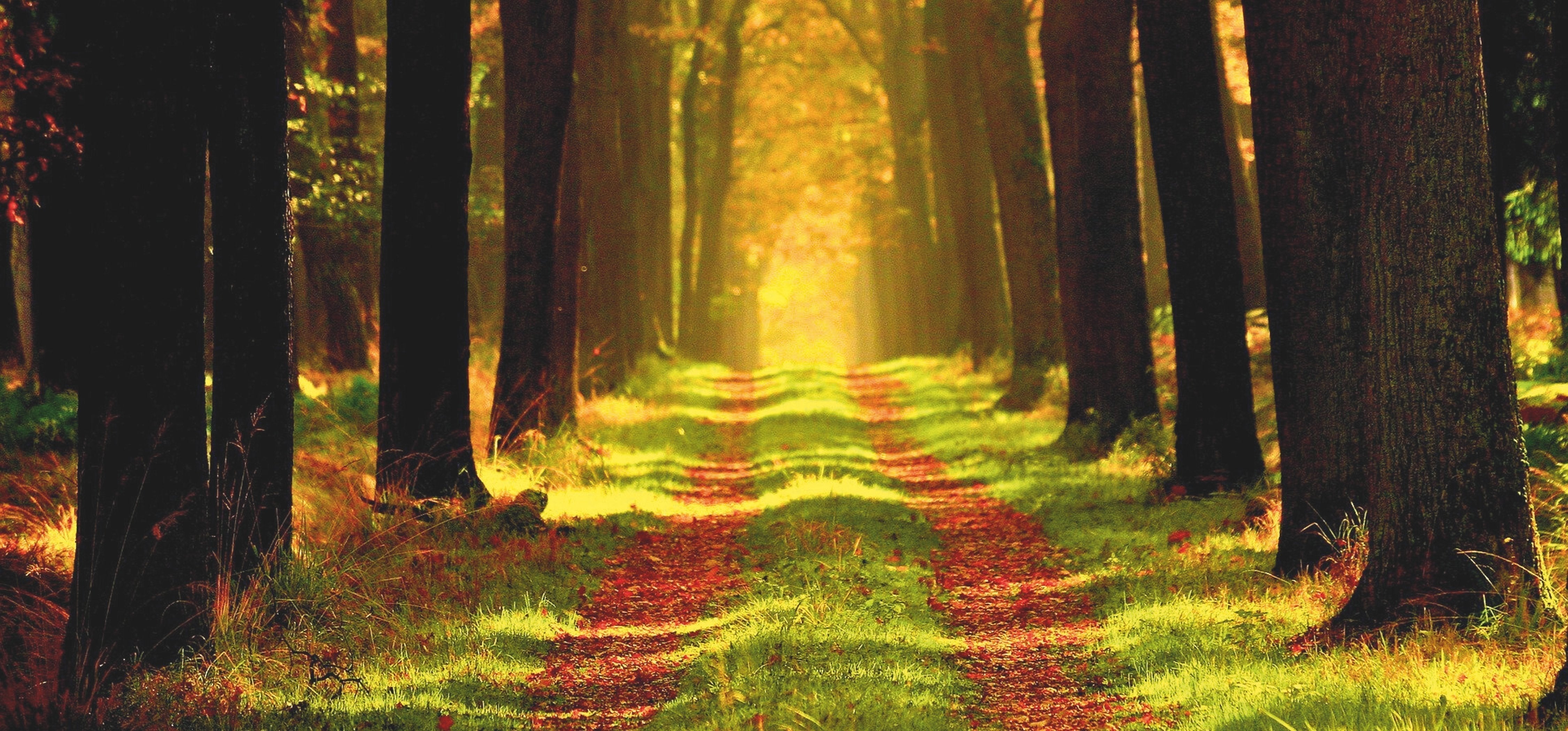 Simple elegance: How nature photographs complement your minimalist style