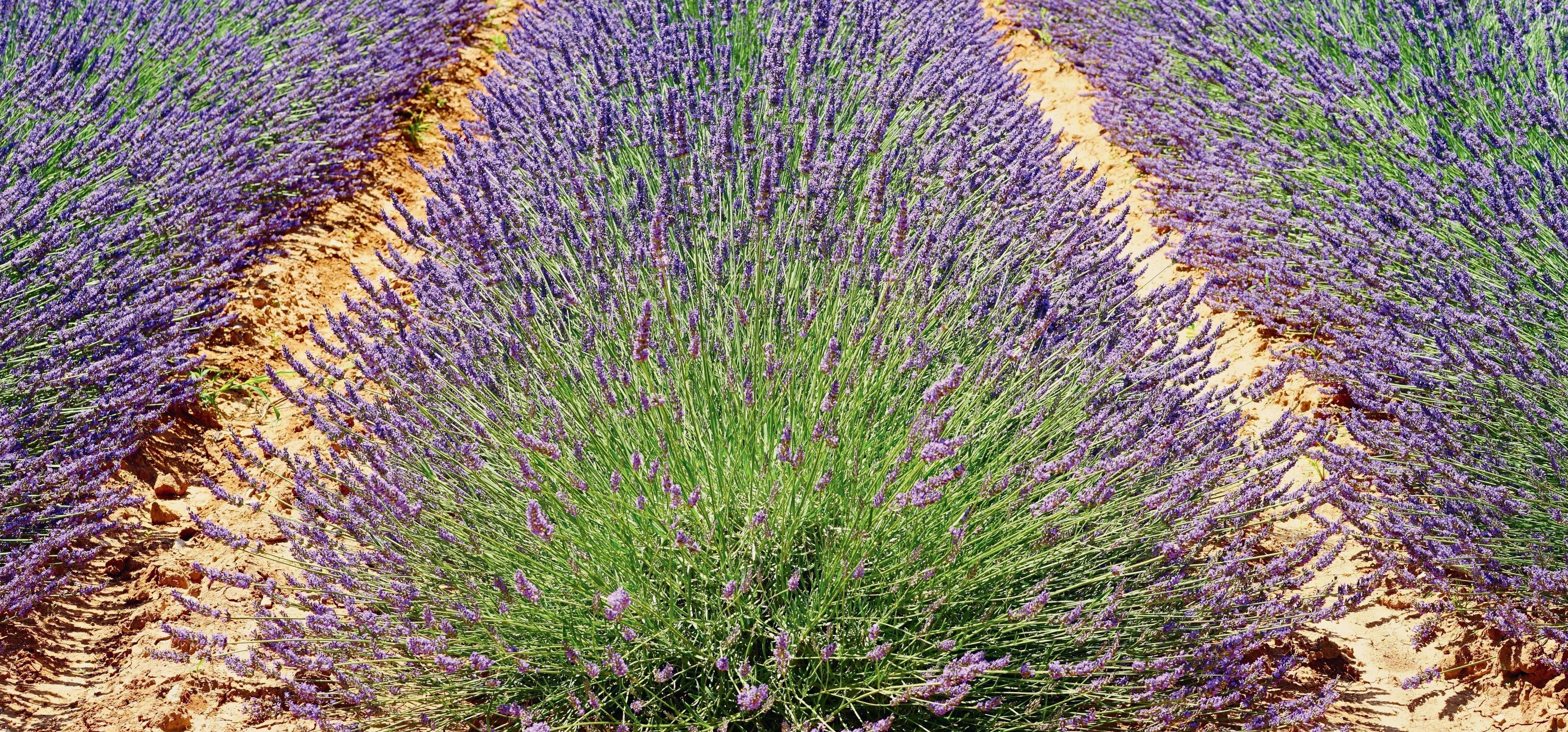 Die Wirkung von Naturfotografien auf das emotionale Wohlbefinden