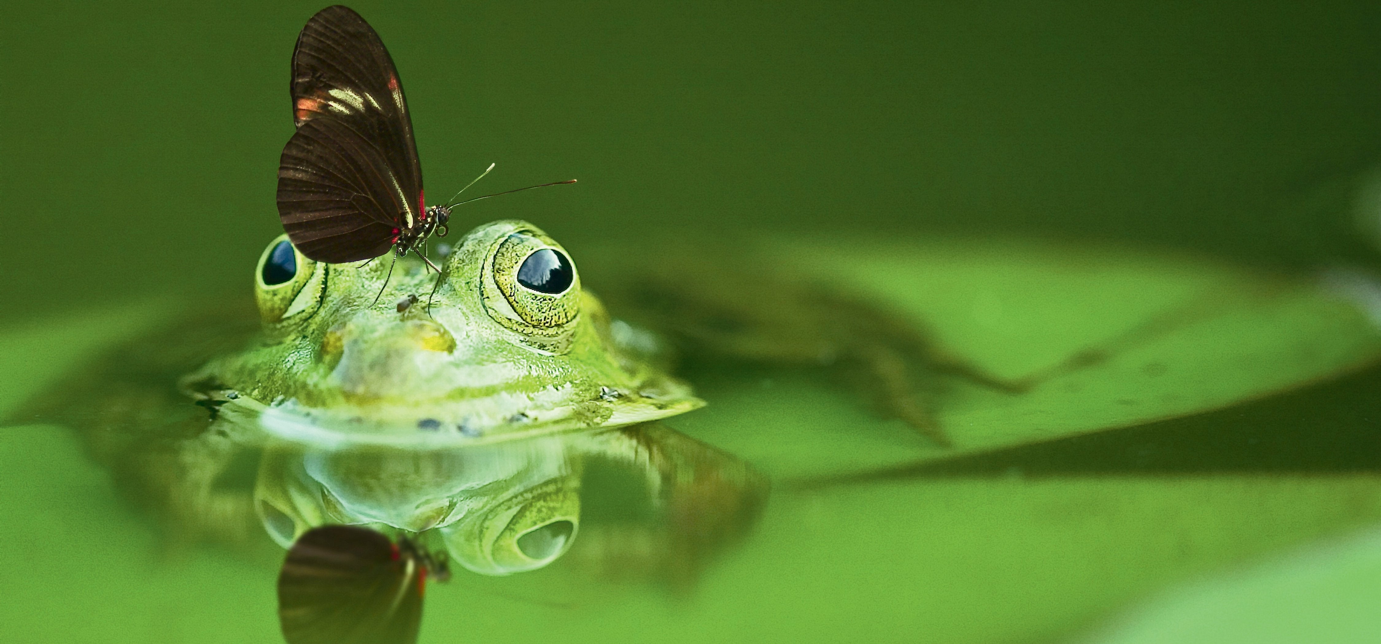 Gift ideas for creative minds: Digital nature photographs as art for the home