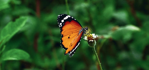How you can give nature photographs in your home as a sustainable gift