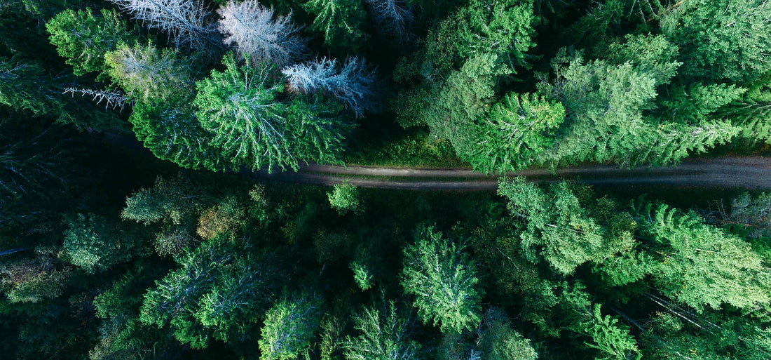 # 10: Warum digitale Naturfotografien eine nachhaltige Wahl für deine Wanddekoration sind