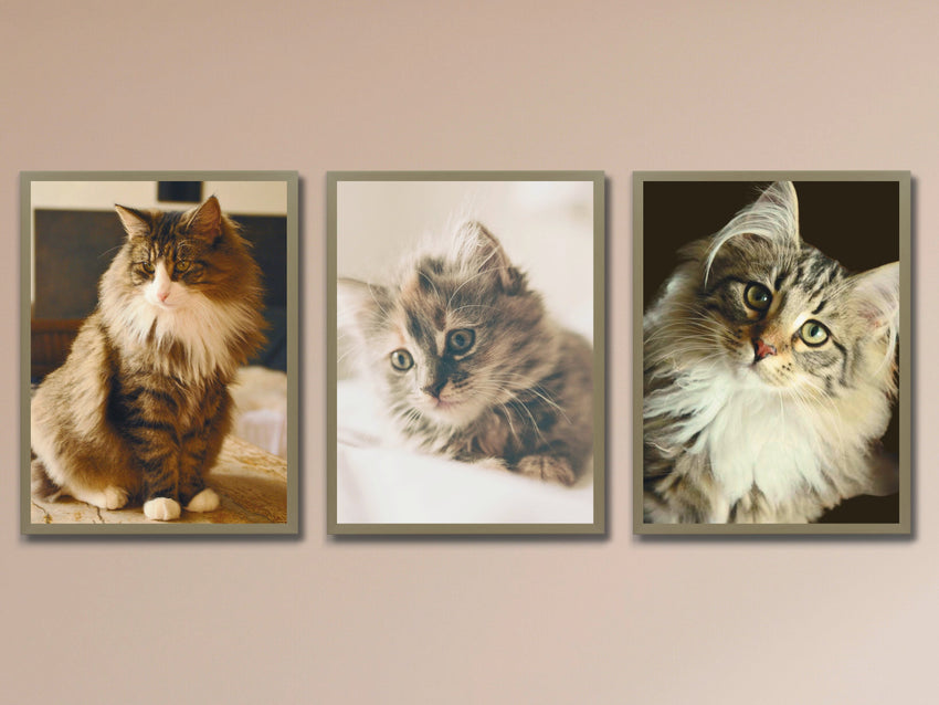 Cats - Norwegian Wildcat - Photography