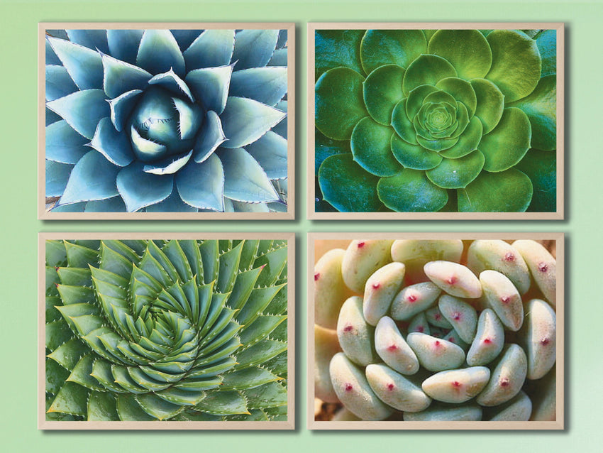 Cactus Variations - Colorful Nature Print