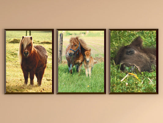 Pferde - Shetlandpony - Fotografie