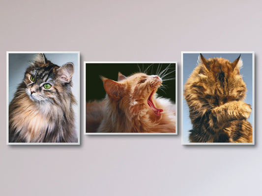 Katzen - Maine-Coon - Fotografie