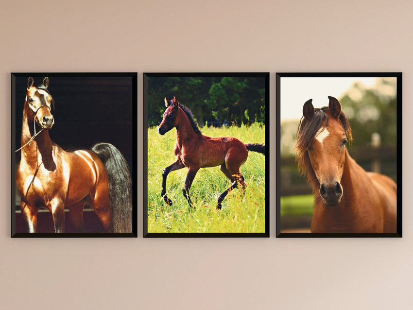 Horses - Arabian - Photography
