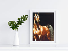 Horses - Arabian - Photography