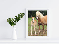 Horses - Haflinger - Photography