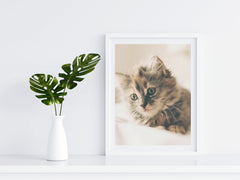 Cats - Norwegian Wildcat - Photography