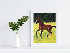 Horses - Arabian - Photography