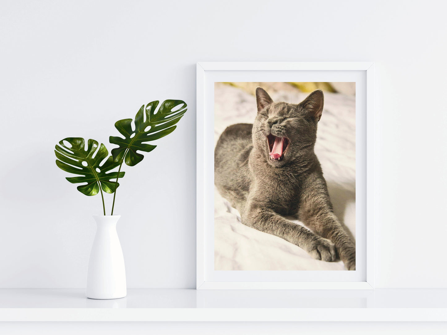 Katzen - British Shorthair - Fotografie