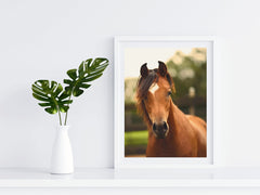 Horses - Arabian - Photography