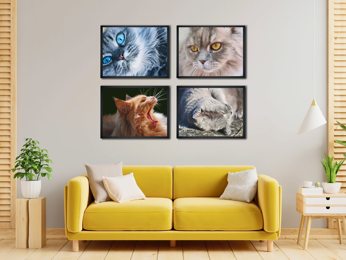 Katzen - Bundle - Fotografie