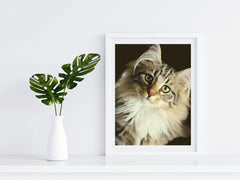 Cats - Norwegian Wildcat - Photography