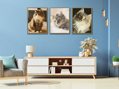 Cats - Norwegian Wildcat - Photography
