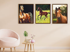 Horses - Arabian - Photography