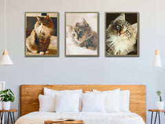 Cats - Norwegian Wildcat - Photography