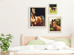 Horses - Arabian - Photography