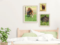 Horses - Shetland Pony - Photography