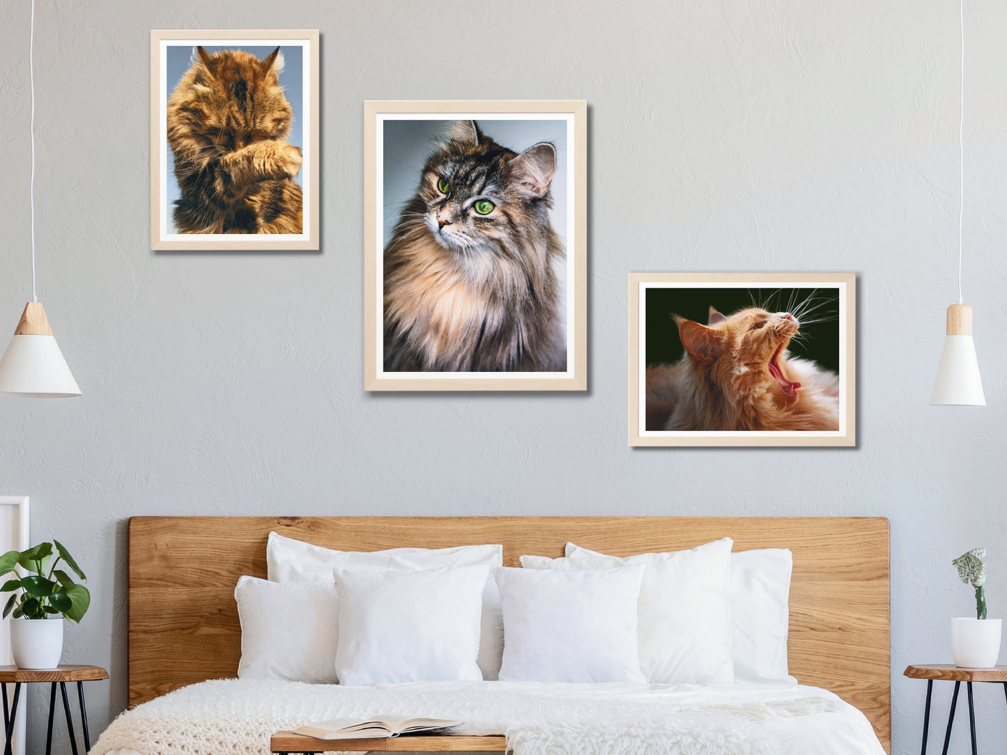 Katzen - Maine-Coon - Fotografie