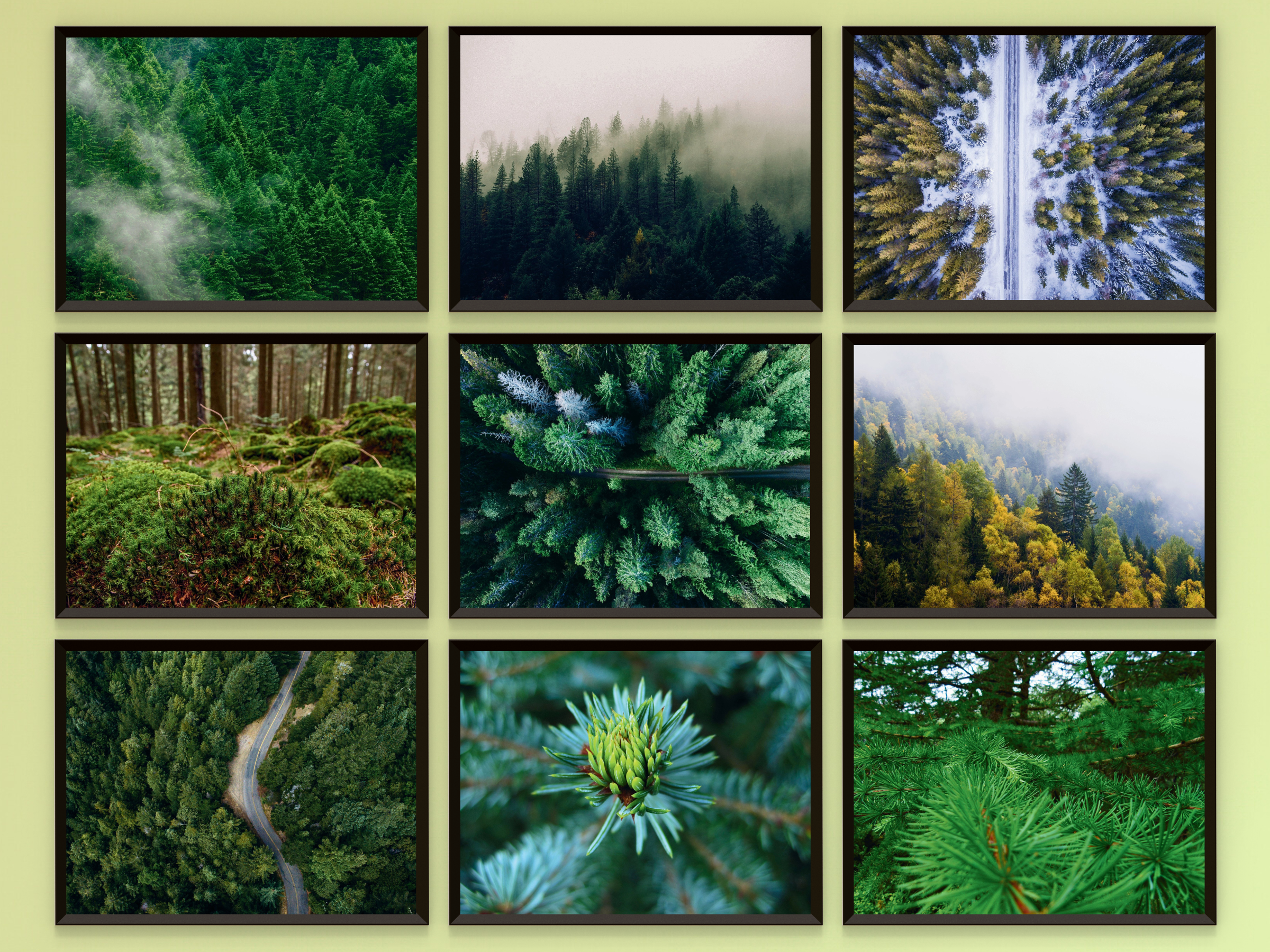 Forêt de conifères