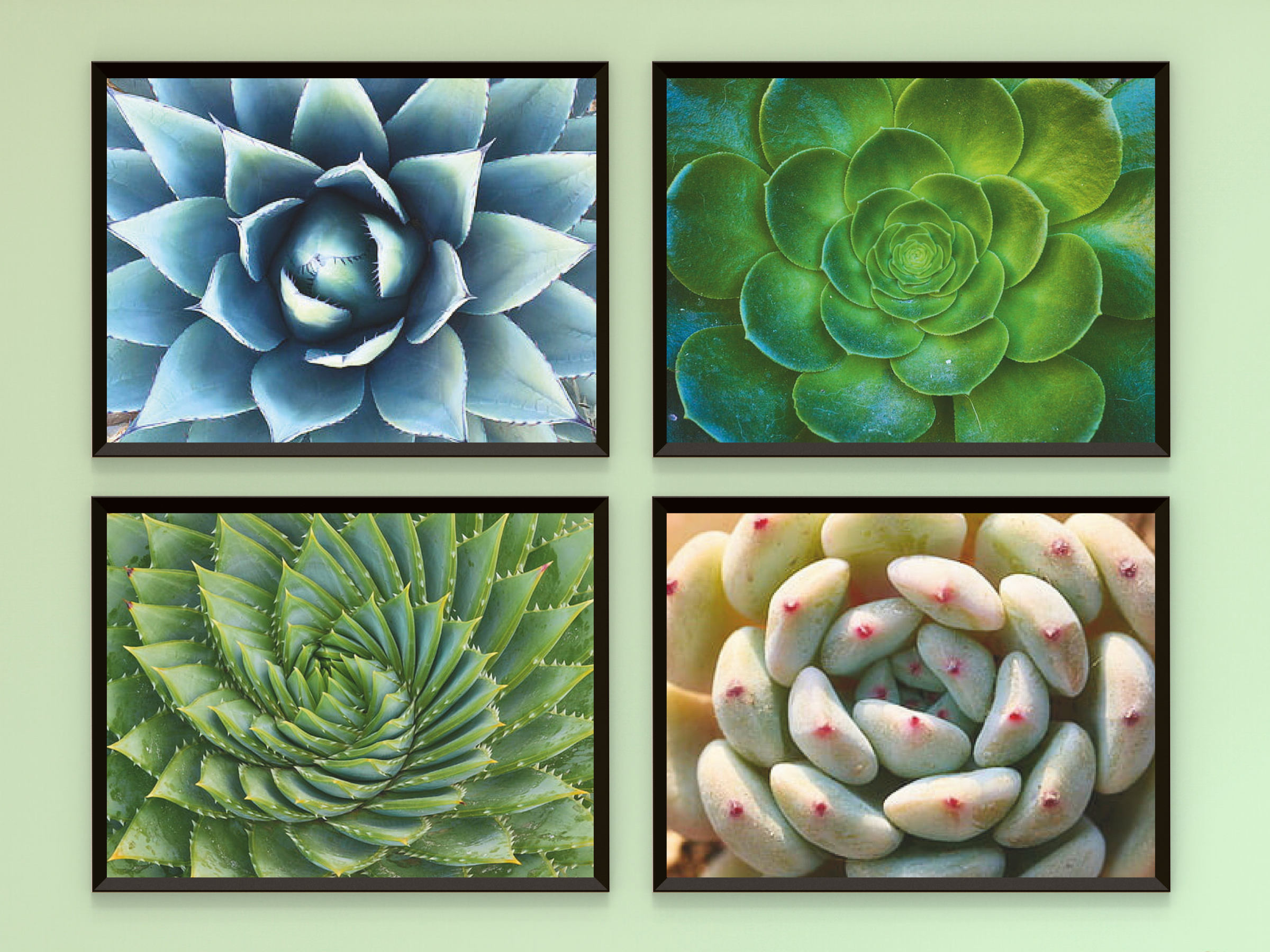 Cactus Variations - Colorful Nature Print