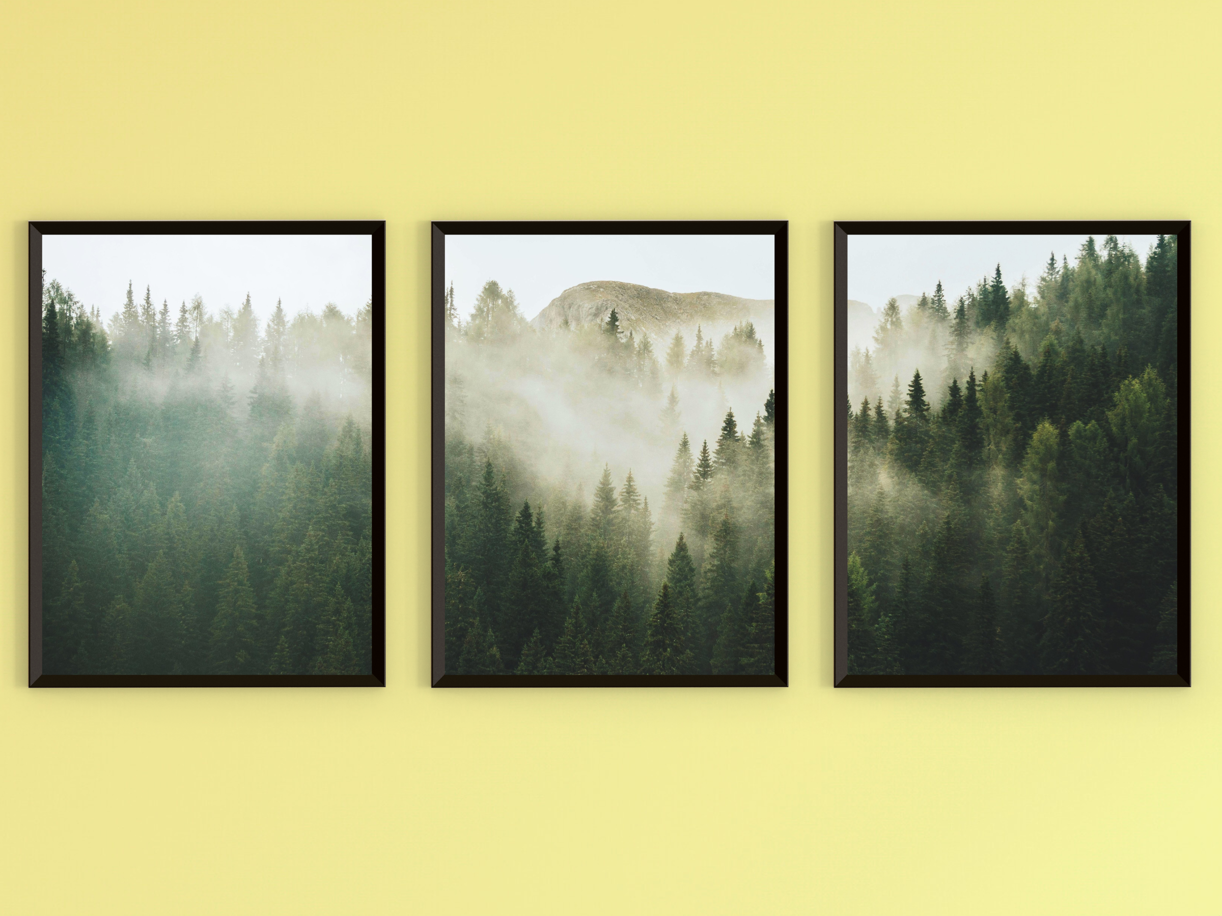 Forest in Fog-Triptych-Photography