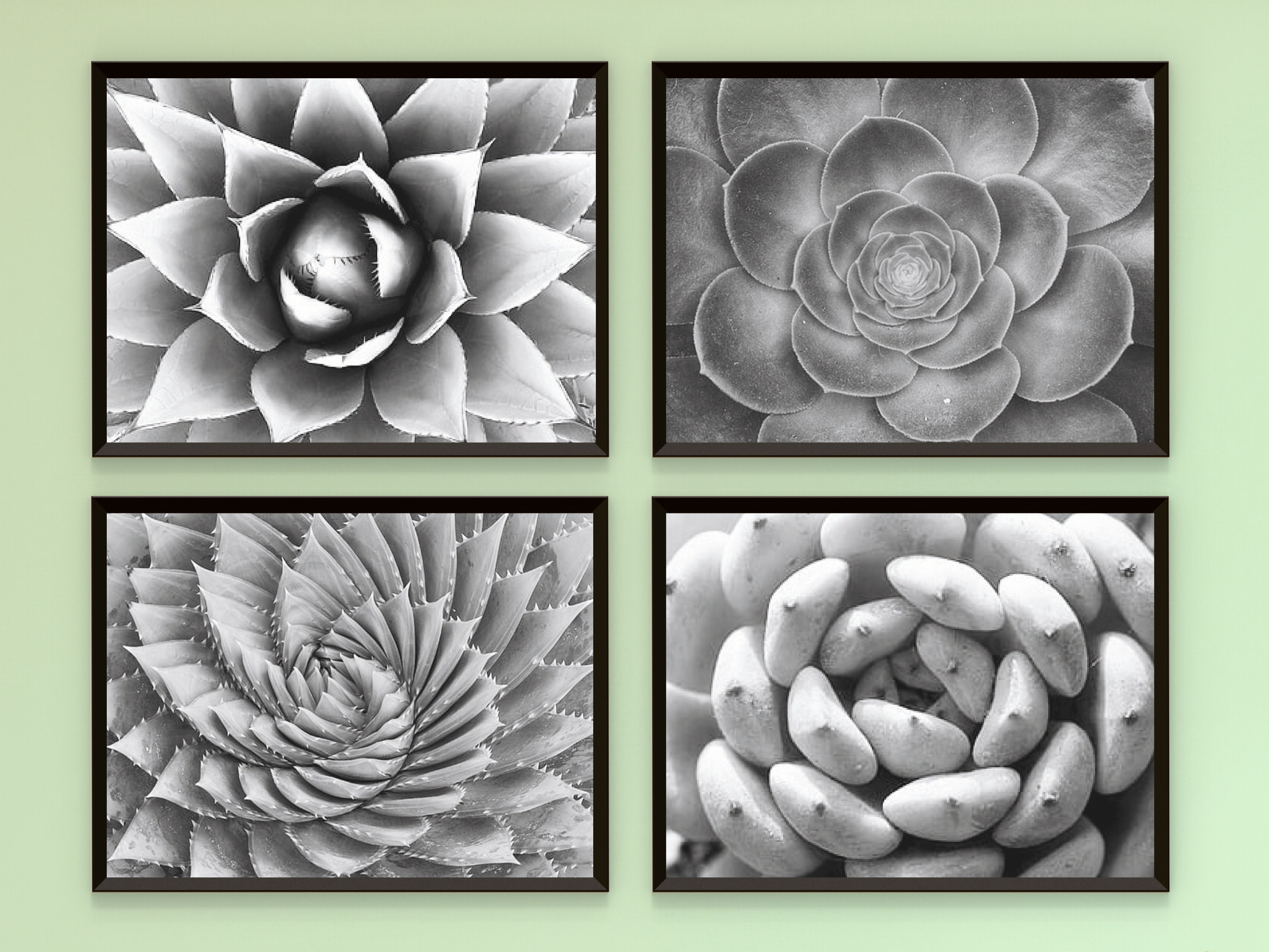 Cactus Variations - Black and White Nature Print