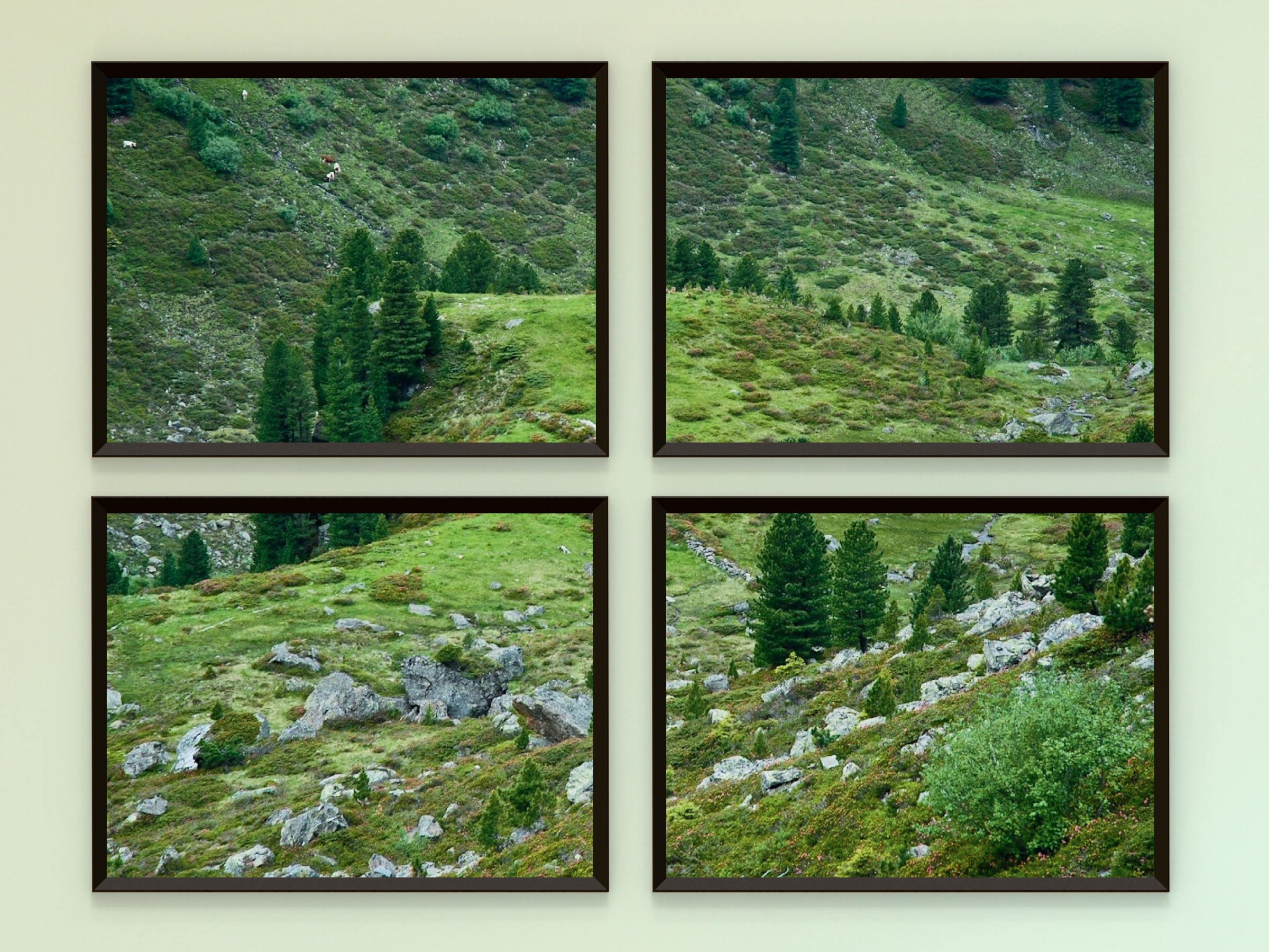 Photographie de conifères et de collines verdoyantes