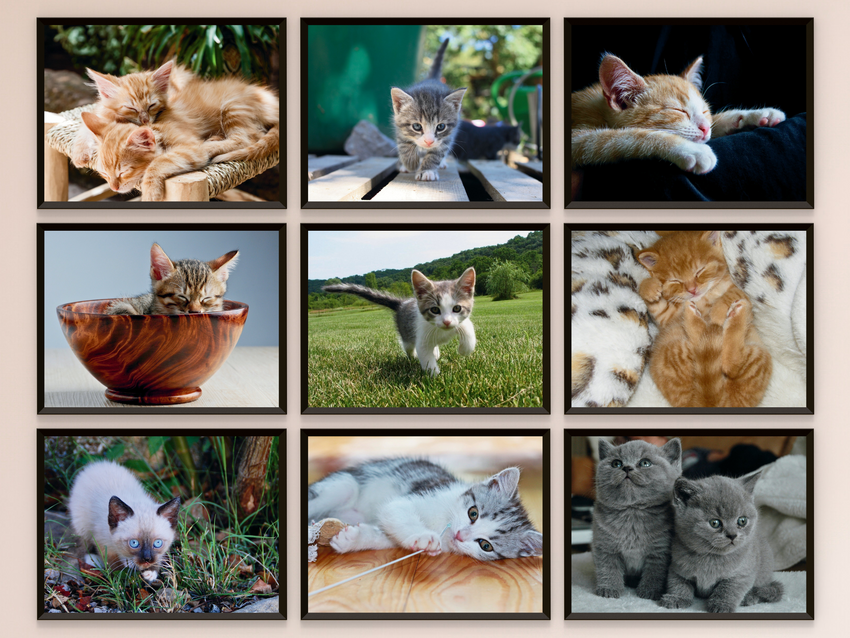 Katzenkinder