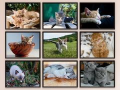 Katzenkinder