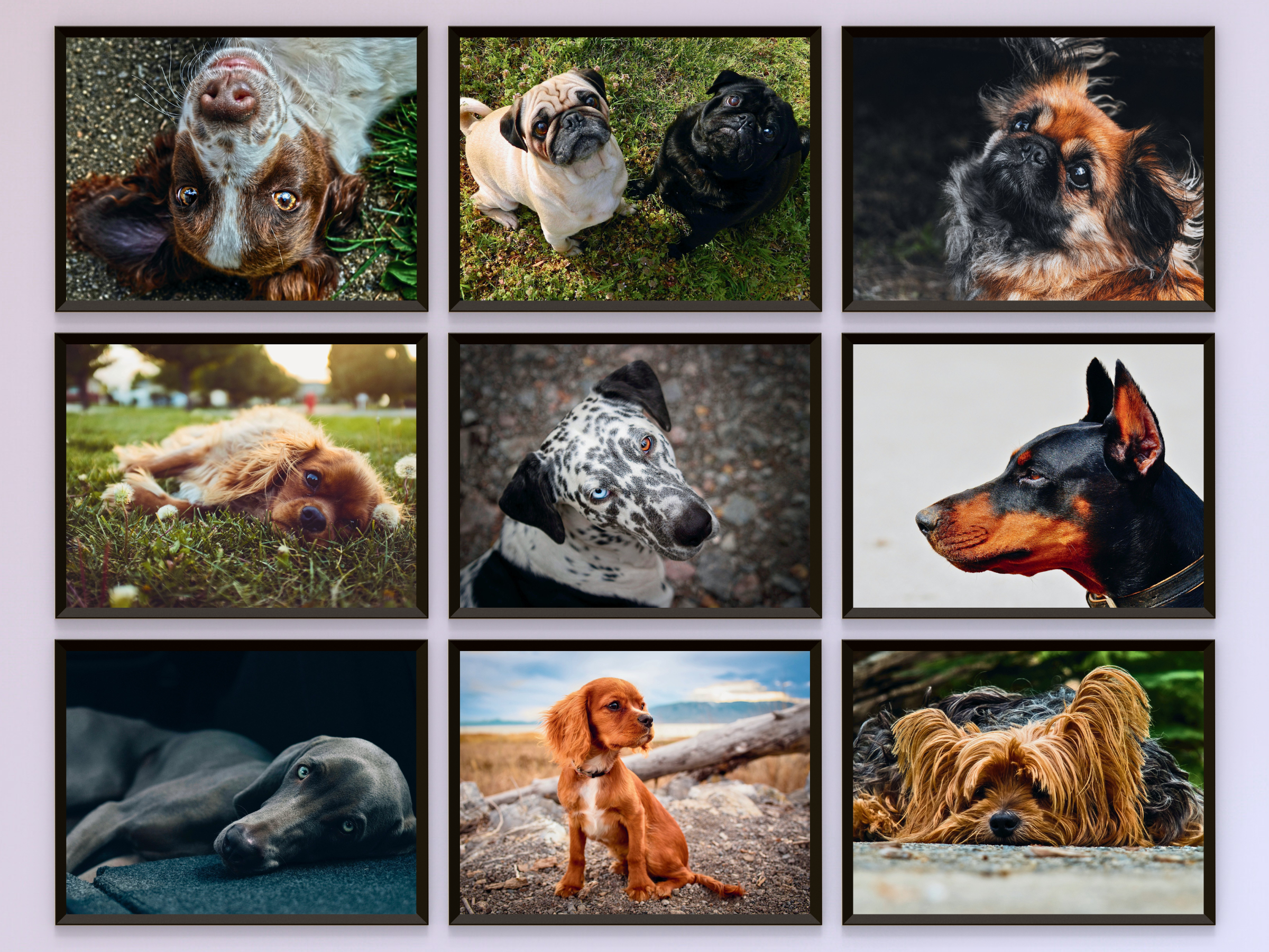 Hunde
