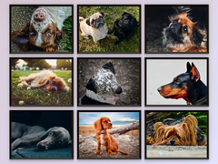 Dogs