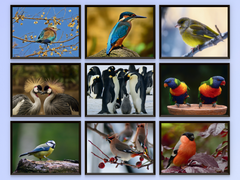 Birds