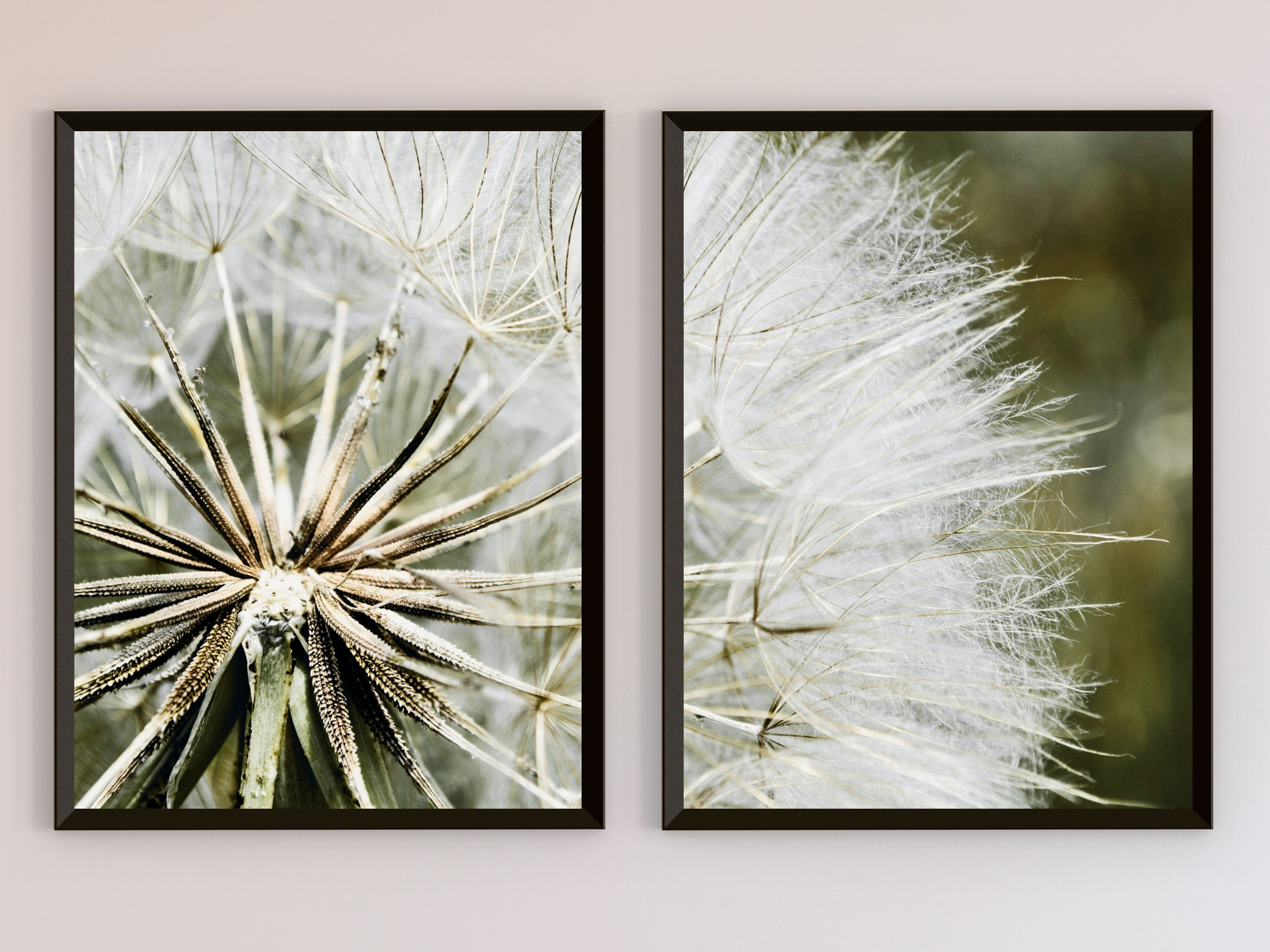 photographie de pissenlit divisée