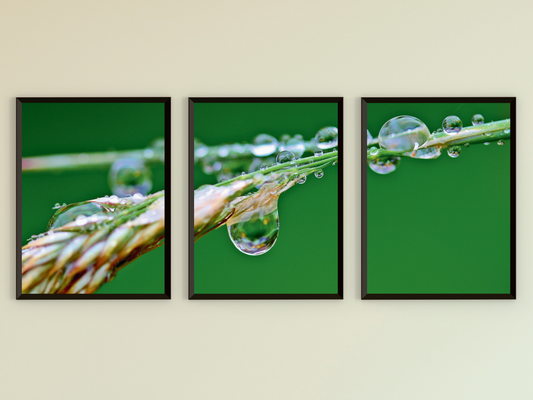 Wassertropfen auf Grashalm-Triptychon-Fotografie