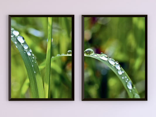 Grashalm mit Wassertropfen-Split-Fotografie