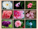 Blüten-Fotografie