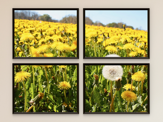 Butterblumenfeld-Split-Fotografie