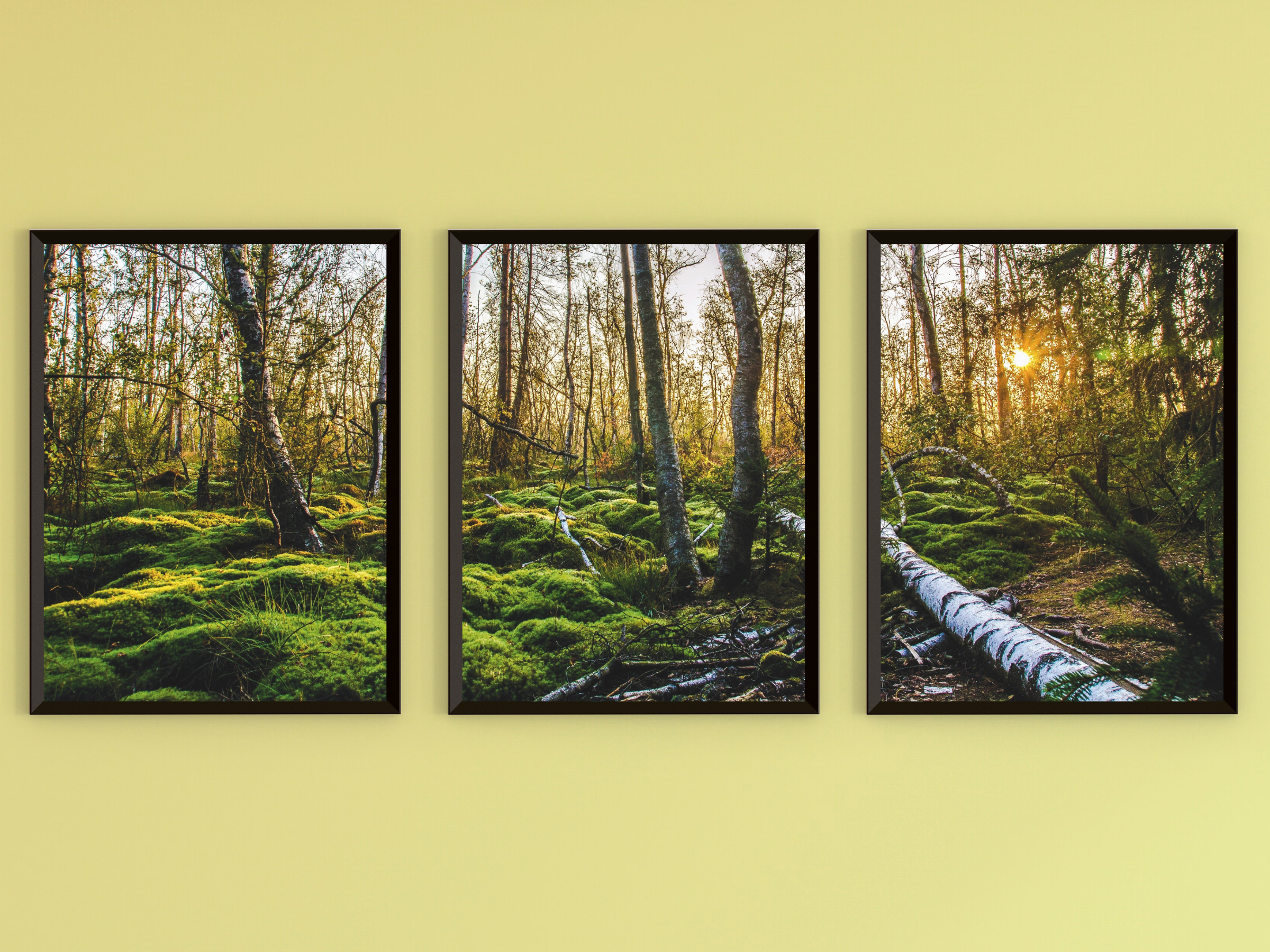 Spaziergang im Wald-Triptychon-Fotografie