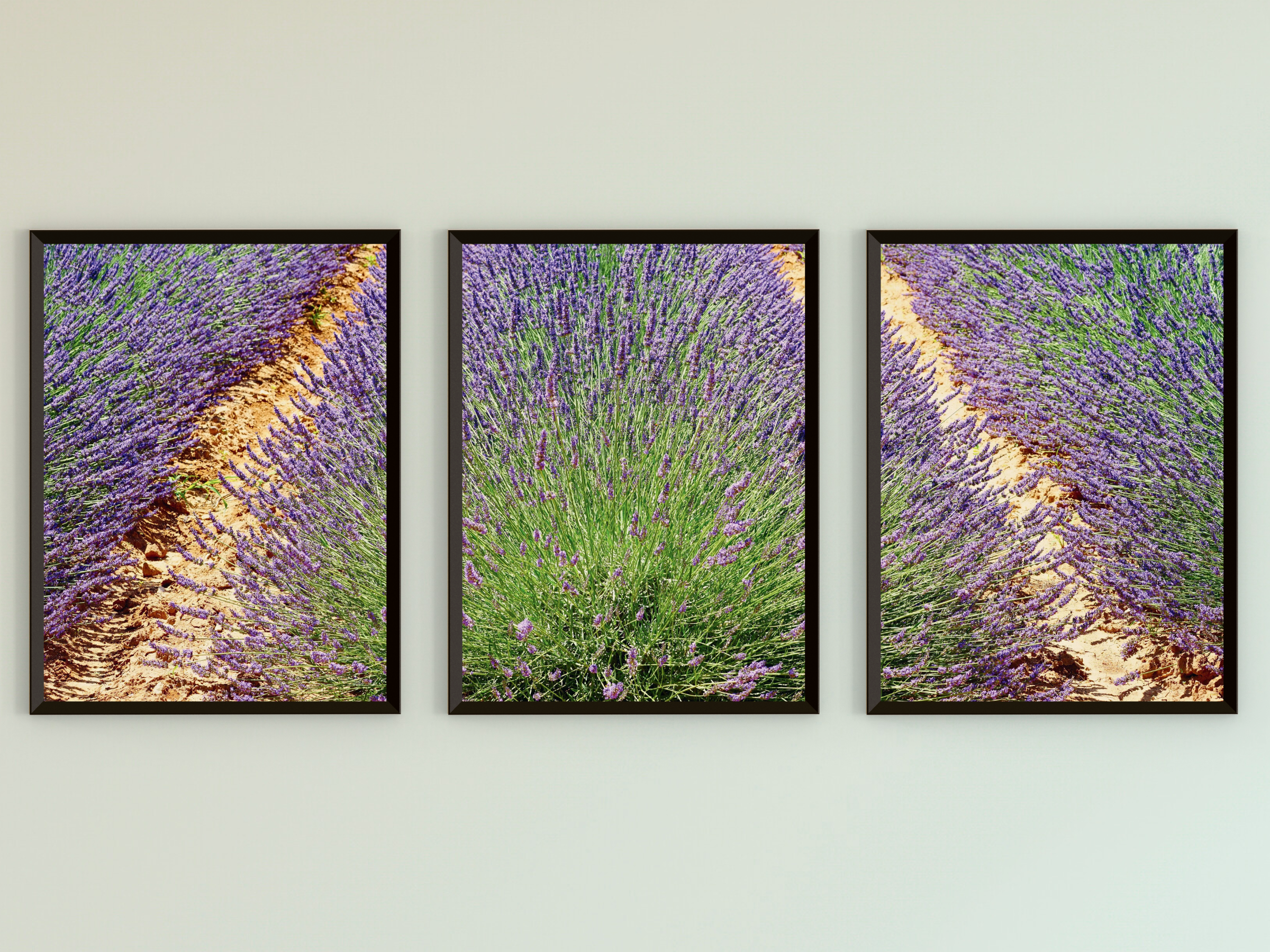 Lavendelfeld-Triptychon-Fotografie