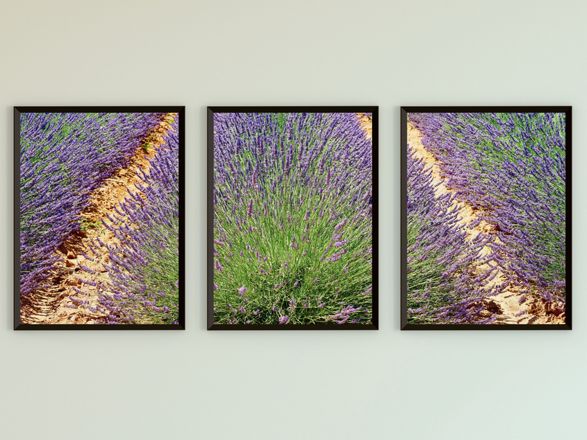 Lavendelfeld-Triptychon-Fotografie