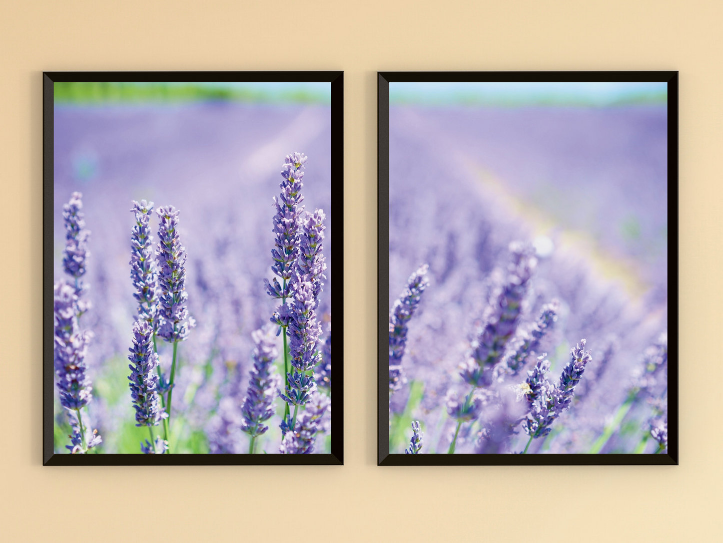 Ein Feld voll Lavendel-Split-Fotografie