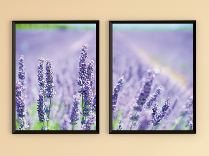 A Field of Lavender-Split-Photography
