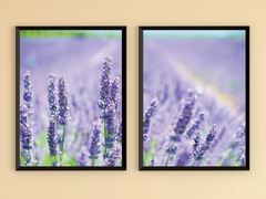 A Field of Lavender-Split-Photography